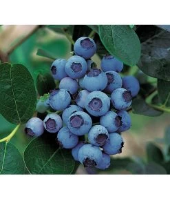 Dehner Gourmet Garten Heidelbeere 'Spartan'