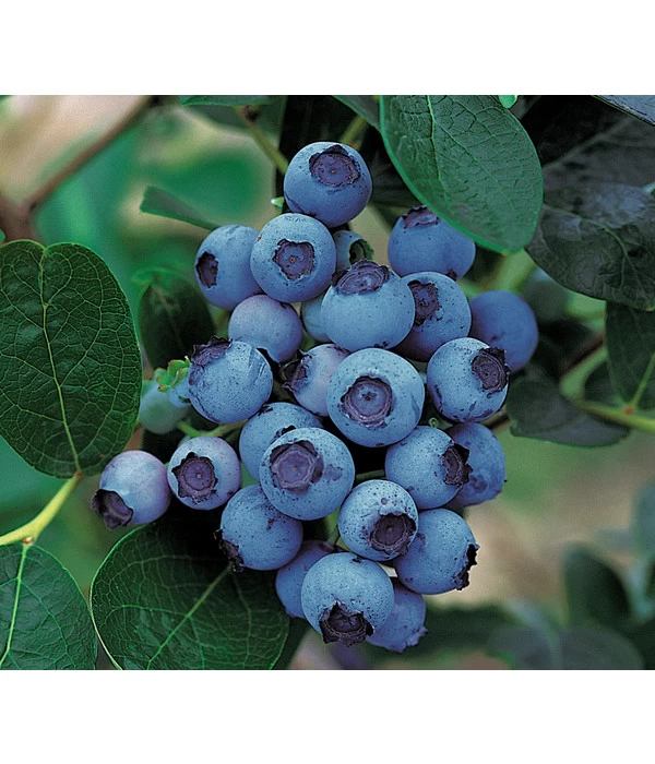 Dehner Gourmet Garten Heidelbeere 'Spartan' 3 Dehner Gourmet Garten Heidelbeere 'Spartan'