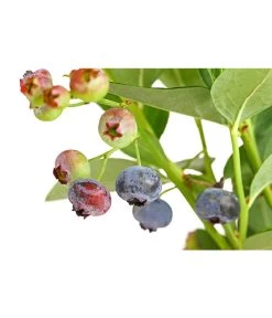 Dehner Gourmet Garten Heidelbeere 'Spartan' 11 Dehner Gourmet Garten Heidelbeere 'Spartan' -Pflanzenwelt Verkauf 7665508 PR DE 002 GourmetGartenHeidelbeereSpartan3LiterDehnerExpressHerzig