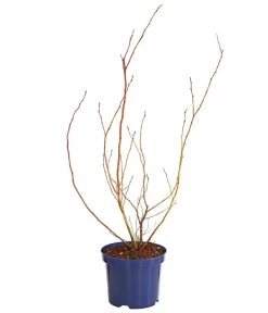 Dehner Gourmet Garten Heidelbeere 'Spartan' 9 Dehner Gourmet Garten Heidelbeere 'Spartan' -Pflanzenwelt Verkauf 7665508 WE FS 001 GGHeidelbeereSparten3L