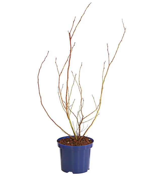 Dehner Gourmet Garten Heidelbeere 'Spartan' 5 Dehner Gourmet Garten Heidelbeere 'Spartan' – Bild 3