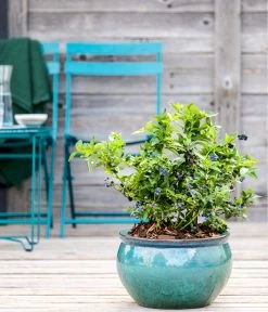 Dehner Gourmet Garten Heidelbeere 'Spartan' 10 Dehner Gourmet Garten Heidelbeere 'Spartan' -Pflanzenwelt Verkauf 7665508 WE MO HeidelbeereSpartan