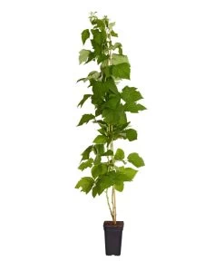 Dehner Gourmet Garten Himbeere 'Homecane®' 5 Dehner Gourmet Garten Himbeere 'Homecane®' -Pflanzenwelt Verkauf 7666662 PR FS 002 Himbeere HomeCaneDehnerExpressZS