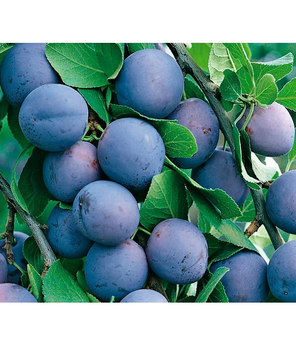 Zwetschge 'Hermann' 3 Zwetschge 'Hermann'