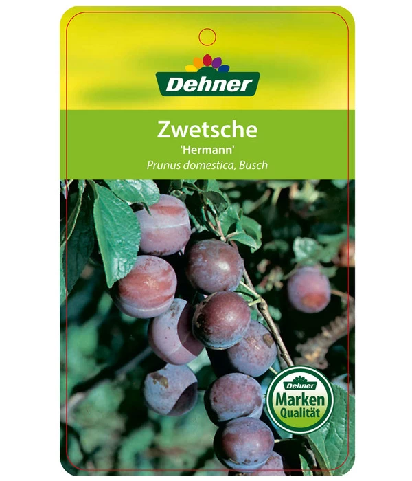 Zwetschge 'Hermann' 4 Zwetschge 'Hermann' – Bild 2