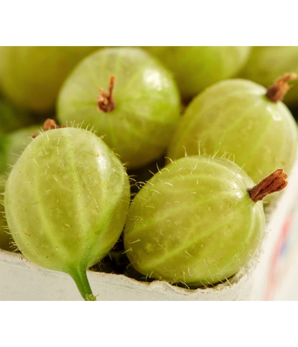 Stachelbeere 'Invicta', Stämmchen 3 Stachelbeere 'Invicta', Stämmchen