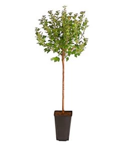 Stachelbeere 'Invicta', Stämmchen 5 Stachelbeere 'Invicta', Stämmchen -Pflanzenwelt Verkauf 7688716 PR FS 002 StachelbeereInvictaFussstammDehnerExpressHerzig