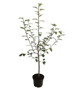 Herbstapfel 'Jakob Fischer' 5 Herbstapfel 'Jakob Fischer' -Pflanzenwelt Verkauf 7689680 WE FS 001 ApfelbaumMalusApfelJakobFischer