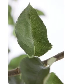 Winterapfel 'Jonagold' 11 Winterapfel 'Jonagold' -Pflanzenwelt Verkauf 7691645 PR DE 001 ApfelJonagoldMalusBusch95LiterDehnerExpressZS