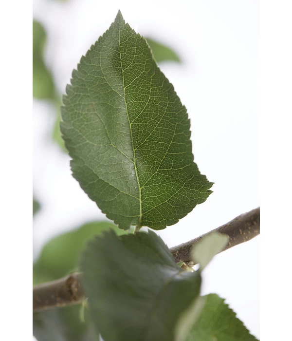 Winterapfel 'Jonagold' 6 Winterapfel 'Jonagold' – Bild 4