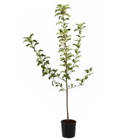 Winterapfel 'Jonagold' 10 Winterapfel 'Jonagold' -Pflanzenwelt Verkauf 7691645 PR FS 001 ApfelJonagoldMalusBusch95LiterDehnerExpressZS