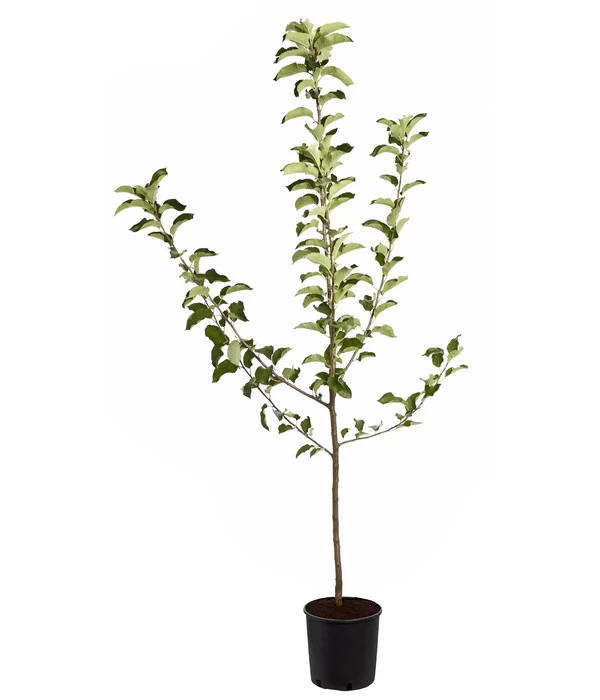 Winterapfel 'Jonagold' 5 Winterapfel 'Jonagold' – Bild 3