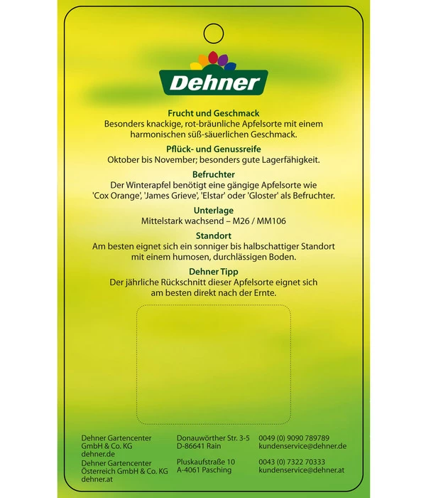 Winterapfel 'Jonagold' 8 Winterapfel 'Jonagold' – Bild 6