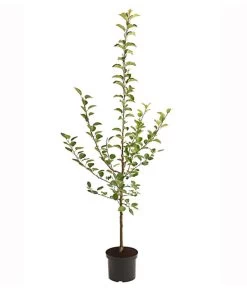 Apfel-Duo 'Jonagold/Boskoop' -Pflanzenwelt Verkauf 7691769 PR FS 001 ApfelDuoJonagoldBoscopMalus95LiterDehnerExpressHerzig