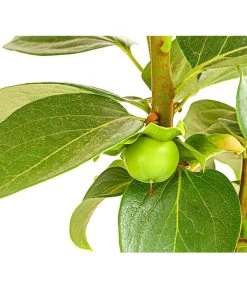 Dehner Kaki 'Rojo Brillante' - Kaki-Pflaume 'Rojo Brillante' 12 Dehner Kaki 'Rojo Brillante' - Kaki-Pflaume 'Rojo Brillante' -Pflanzenwelt Verkauf 7693377 PR DE 001 KakiRojoBrillanteBUDehnerExpressHerzig