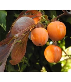 Dehner Kaki 'Rojo Brillante' - Kaki-Pflaume 'Rojo Brillante' 10 Dehner Kaki 'Rojo Brillante' - Kaki-Pflaume 'Rojo Brillante' -Pflanzenwelt Verkauf 7693377 WE DE 005 KakiDiospyrosKakipflaumeRojoBrillante Pixabay