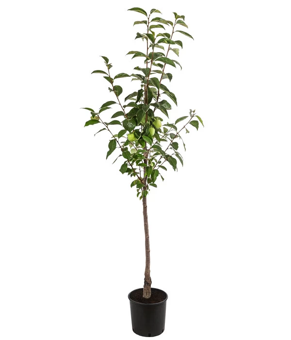 Kaki 'Ragno' 4 Kaki 'Ragno' – Bild 2