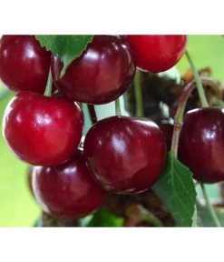 Säulenkirsche 'Claudia' -Pflanzenwelt Verkauf 7697188 PR DE 001 PrunusSaeulenkirscheClaudiaPixabay