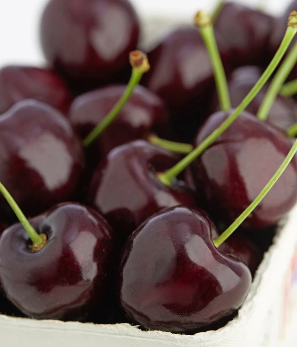 Süßkirschen-Duo 'Kordia/Burlat' 5 Süßkirschen-Duo 'Kordia/Burlat' – Bild 3