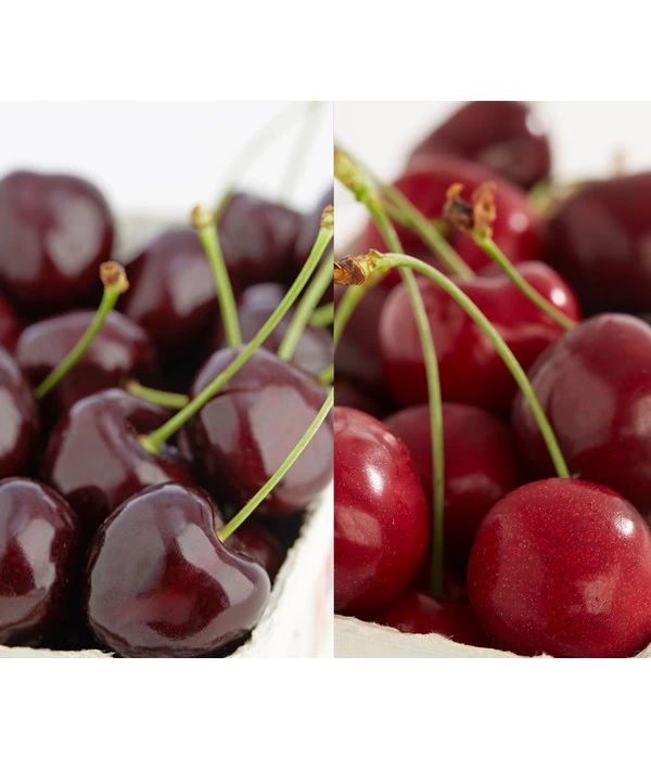 Süßkirschen-Duo 'Kordia/Burlat' 3 Süßkirschen-Duo 'Kordia/Burlat'