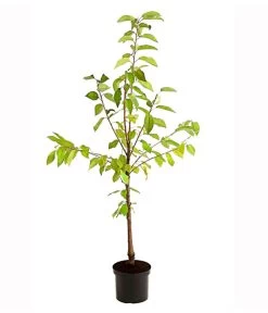 Süßkirschen-Duo 'Kordia/Burlat' 9 Süßkirschen-Duo 'Kordia/Burlat' -Pflanzenwelt Verkauf 7703234 PR FS 001 KirschenDuoKordiaBurlat95LiterDehnerExpressHerzig