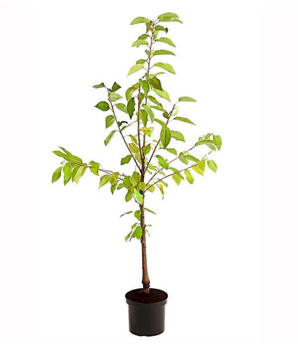 Süßkirschen-Duo 'Kordia/Burlat' 6 Süßkirschen-Duo 'Kordia/Burlat' – Bild 4