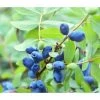 Sibirische Blaubeere 'MyBerry® Sweet' 1 Sibirische Blaubeere 'MyBerry® Sweet' -Pflanzenwelt Verkauf 7708399 PR DE 001 LoniceraBlaubeereMaibeereFotolia86693979