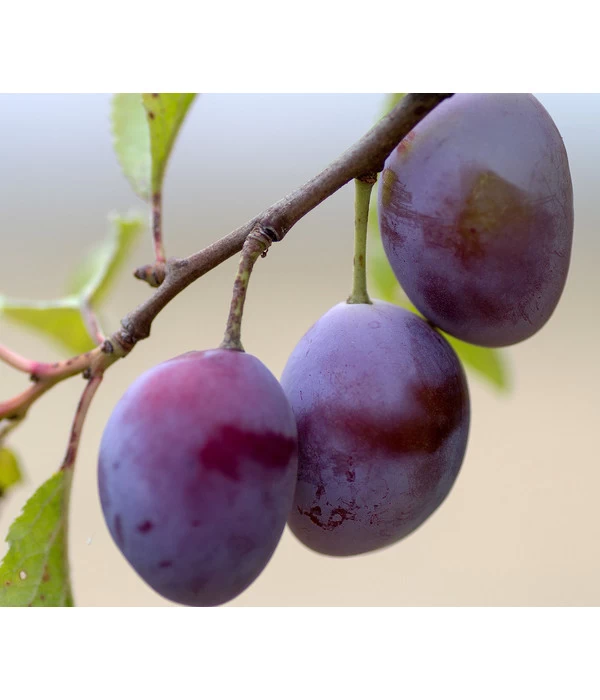 Säulenpflaume 'Marika' 3 Säulenpflaume 'Marika'