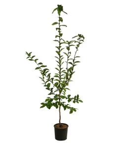 Mispel 6 Mispel -Pflanzenwelt Verkauf 7711088 WE FS 001 MespilusMispelDehnerExpressHerzig