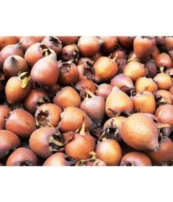 Mispel 7 Mispel -Pflanzenwelt Verkauf 7711088 WE MO 001 MispelMespilusPixabay