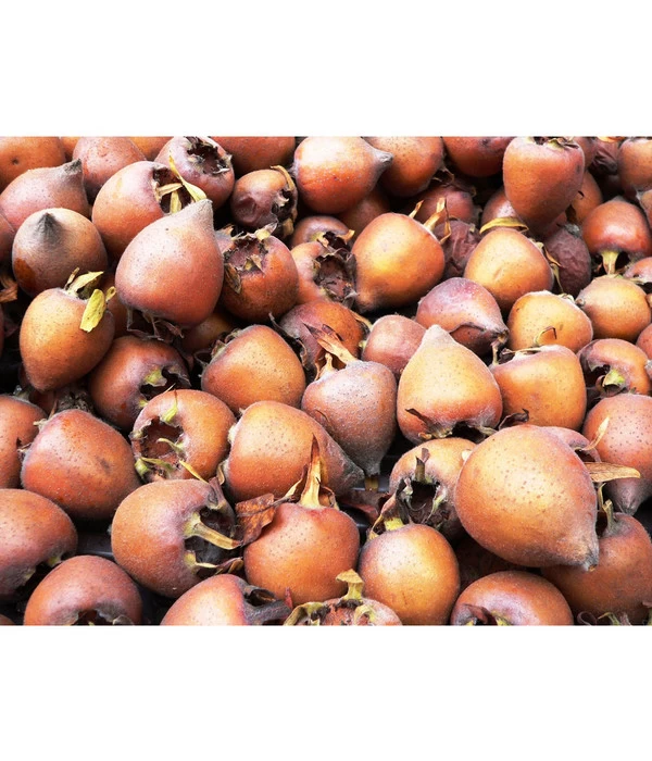 Mispel 5 Mispel – Bild 3