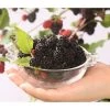 Maulbeere 'Mojo Berry' 1 Maulbeere 'Mojo Berry' -Pflanzenwelt Verkauf 7714579 WE DE 004 MorusMaulbeereBonBonBerryMojoBerry