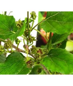 Maulbeere 'Mojo Berry' 7 Maulbeere 'Mojo Berry' -Pflanzenwelt Verkauf 7714579 WE DE 011 MorusMojoBerrieMaulbeereT13