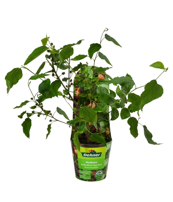 Maulbeere 'Mojo Berry' 4 Maulbeere 'Mojo Berry' – Bild 2