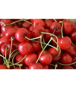 Sauerkirsche 'Morellenfeuer' 9 Sauerkirsche 'Morellenfeuer' -Pflanzenwelt Verkauf 7714728 WE MO 001 SauerkirscheMorellenfeuerPixabay