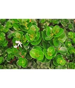 Natalpflaume -Pflanzenwelt Verkauf 7719107 PR MO 002 NatalpflaumeCarissaGrandiflora123rf