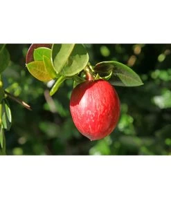 Natalpflaume -Pflanzenwelt Verkauf 7719107 PR MO 011 NatalpflaumeCarissaGrandiflora123rf