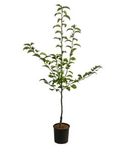 Nashi-Birne 'Nijiseiki' -Pflanzenwelt Verkauf 7719826 WE FS 001 NashiNijiseikiDehnerExpressHerzig