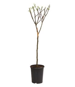 Zwergapfel 5 Zwergapfel -Pflanzenwelt Verkauf 7723950 WE FS 001 ZwergapfelObstZwergeKidsDehnerExpressHerzig