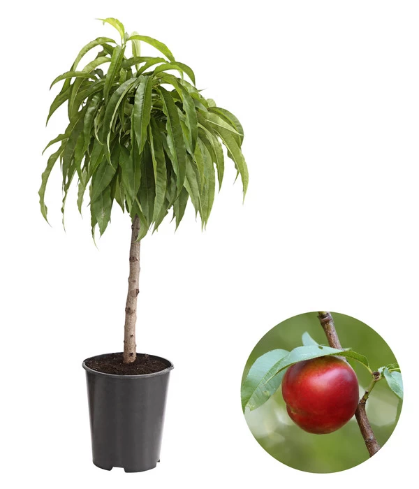 Zwergnektarine 3 Zwergnektarine