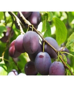 Zwergpflaume 'Hanna' 5 Zwergpflaume 'Hanna' -Pflanzenwelt Verkauf 7724008 PR DE 001 ZwertobstObstzwergPflaumeFruchtPixabayRet