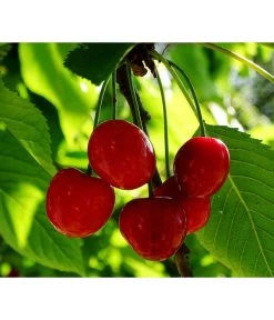 Zwergsauerkirsche 5 Zwergsauerkirsche -Pflanzenwelt Verkauf 7724016 PR FS 001 PrunusZwergsauerkirschePixabay