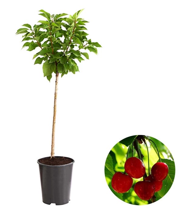 Zwergsauerkirsche 3 Zwergsauerkirsche