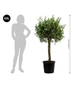XXL Olivenbaum, Ca. 160-170 Cm -Pflanzenwelt Verkauf 7724800 WE BG 005 XXLOlivenbaum160170