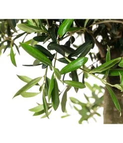 XXL Olivenbaum, Ca. 160-170 Cm -Pflanzenwelt Verkauf 7724800 WE DE 001 OleaSolitaerOliveT35