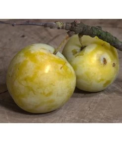 Zwetschgen-Duo 'Hauszwetsche'/'Oullins Reneklode' -Pflanzenwelt Verkauf 7725518 PR DE 001 PrunusReneklodeOullinsPixabay