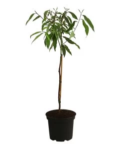 Pfirsich-Aprikose 'Pfirsicose®' -Pflanzenwelt Verkauf 7728454 WE FS 001 PrunusPfirsicose