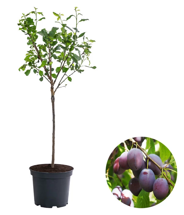 Zwergpflaume 'Hanna' 3 Zwergpflaume 'Hanna'