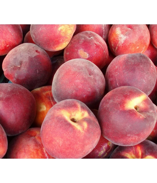 Dehner Pfirsich 'Red Haven' 3 Dehner Pfirsich 'Red Haven'
