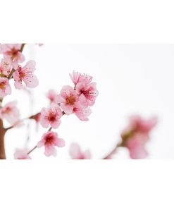 Gelbfleischiger Pfirsich 9 Gelbfleischiger Pfirsich -Pflanzenwelt Verkauf 7728843 PR DE 001 Pfirsich7LDehnerExpressZS